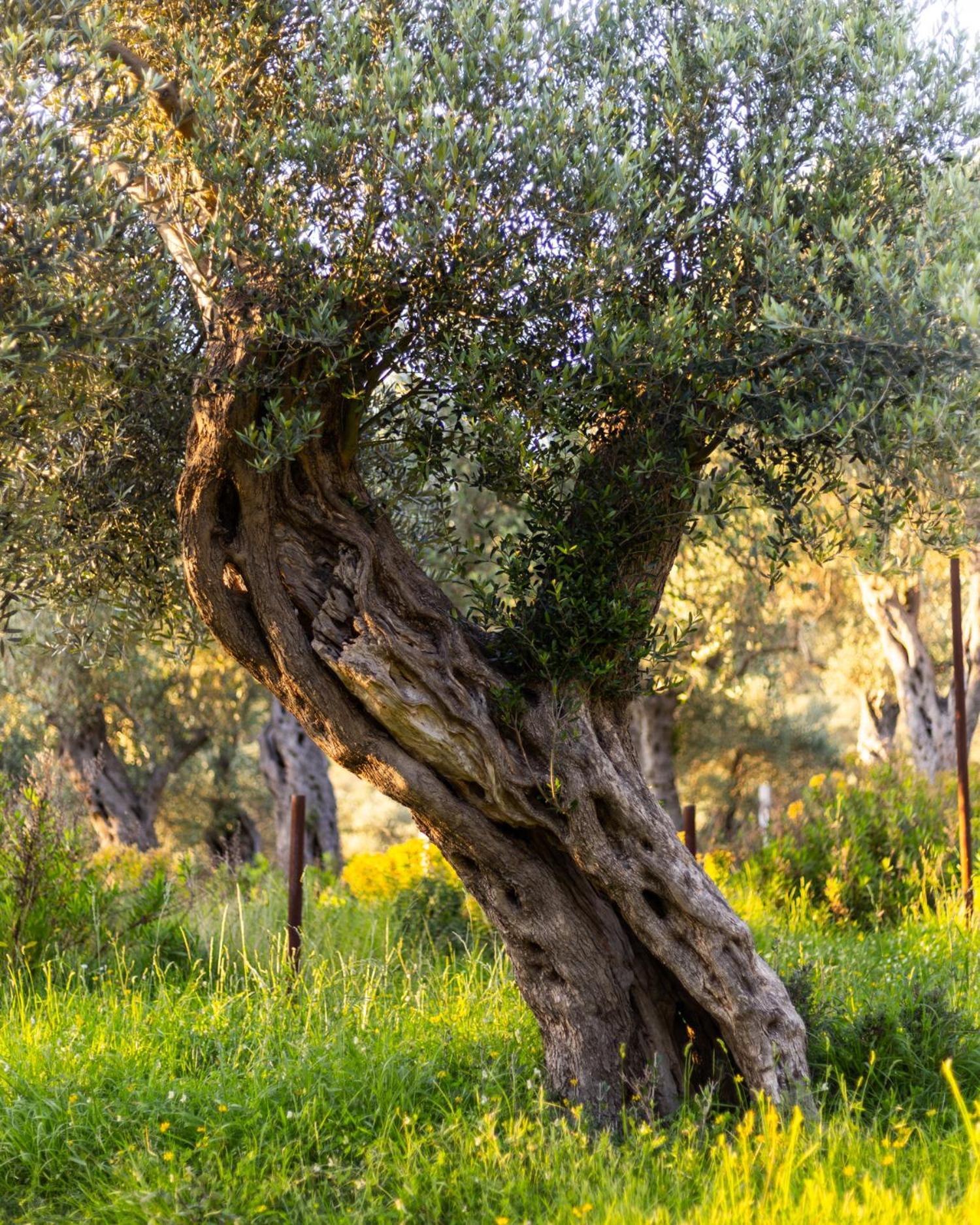 Отель Mashtra - The Olive House Улцинь Экстерьер фото